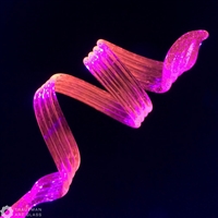 tag65-Pink-Proton-1